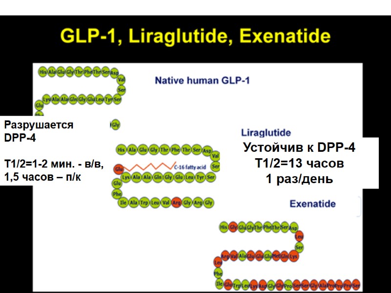 Разрушается DPP-4  Т1/2=1-2 мин. - в/в, 1,5 часов – п/к Устойчив к DPP-4